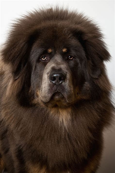 Tibetan Mastiff Lazy Dog Breeds Giant Dog Breeds Giant Dogs Big Dogs