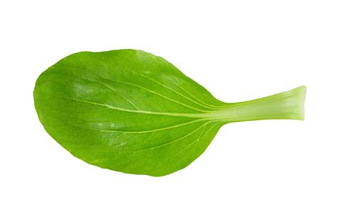White Background Isolated Bok Choy Cabbage Asian Head Nutrition Choi