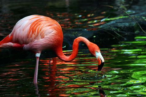 Beautiful Flamingo Bird Photography 20 Full Image