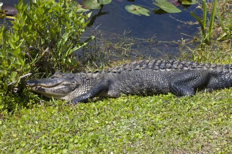 American Alligator Lying In Grass At Shark Valley Of Everglades