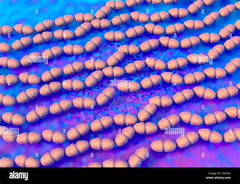 Bacteria Enterococcus Faecalis Fotografía De Stock Alamy