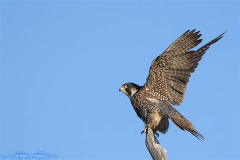 Subadult Peregrine Falcon Lifting Off From A Fence Post Mia Mcpherson