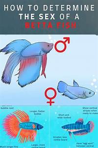 Difference Between A Female Betta Fish