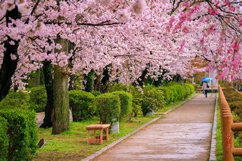 Japans Cherry Blossoms Appeared Unexpectedly In October And People Are