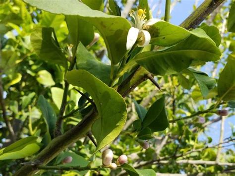How To Fix Drooping Leaves On Lemon Trees Couch To Homestead