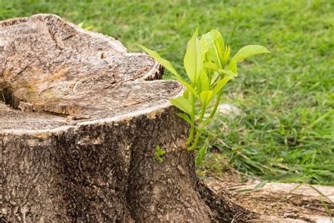 4 Effective Ways To Stop A Tree Stump From Sprouting My Backyard Life