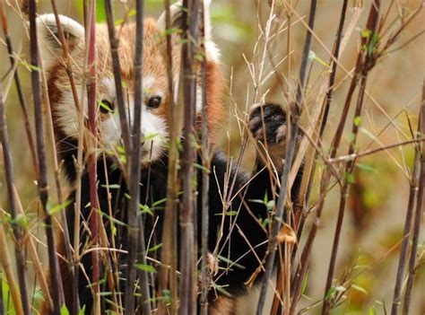 Pin By Sam Adams On Wildlife Red Panda Panda National Geographic