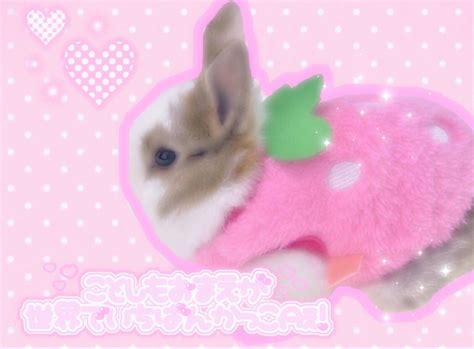 ୨୧⸝⸝˙˳⑅˙⋆꒰🍨꒱﻿⋆﻿˙⑅˙˳⸜⸜୨୧ Cute Bunny Pet Bunny Cute Animals