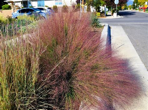 Undaunted Ruby Muhly Grass Waterwise Landscaping Xeriscape Garden
