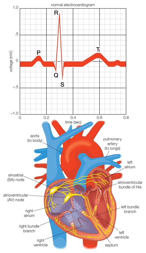 The Hearts Electrical System Anatomy And Function