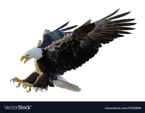 Bald Eagle Landing Swoop Attack Hand Draw White Vector Image