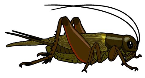 Bug Cricket Clipart Best