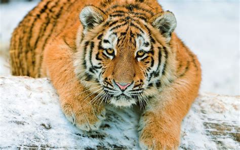 Snow Animals Tigers Wallpapers Hd Desktop And Mobile Backgrounds