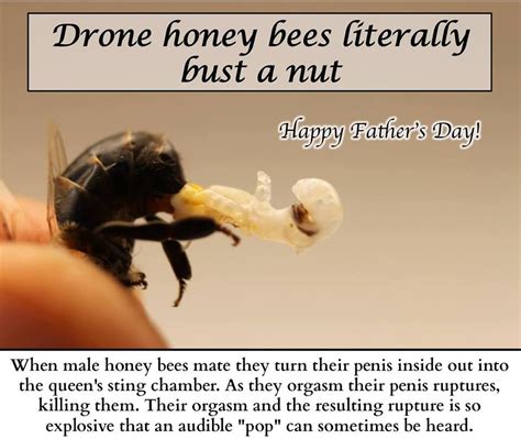Long Live The Queens And Happy Father S Day Fellas Male Bee Honey Bees Drone Honey Bee Drone