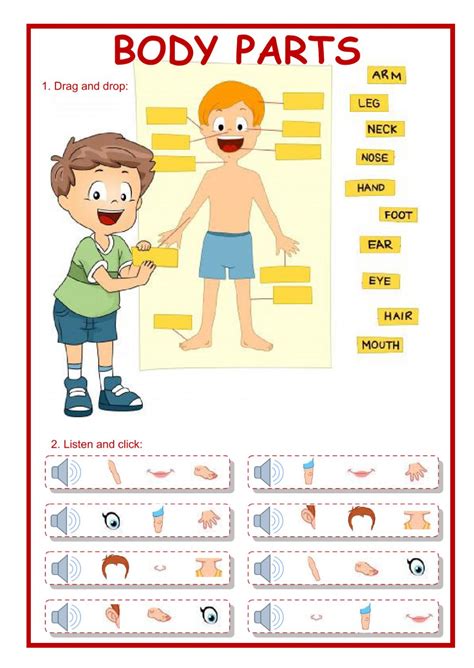 We have 15+ free body worksheets for kids for you to choose from and kids will enjoying learning about help kids learn with this collection of free worksheets. Body parts - Interactive worksheet