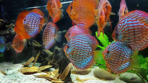 Amazing Discus Tank Set Up And Discus Collection By Reg Wilson Uk