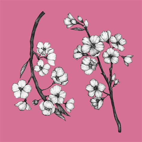 Hand Drawn Blossoming Sakura On A Branch Free Stock Vector 449839