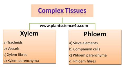 Complex Tissues In Plants Xylem And Phloem Plant Science 4 U