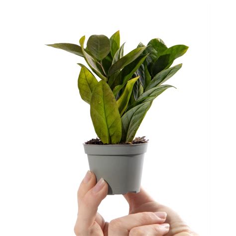 Zamioculcas Zamiifolia Baby Zz Plant Free Uk Delivery