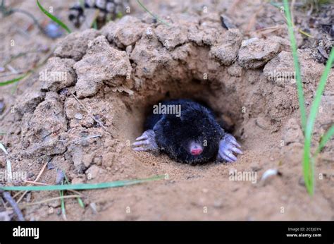 Mole Tunnels Hi Res Stock Photography And Images Alamy