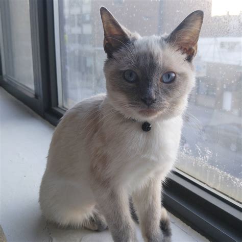 This Is Lily Were Pretty Sure Shes A Lilac Tortie Colorpoint