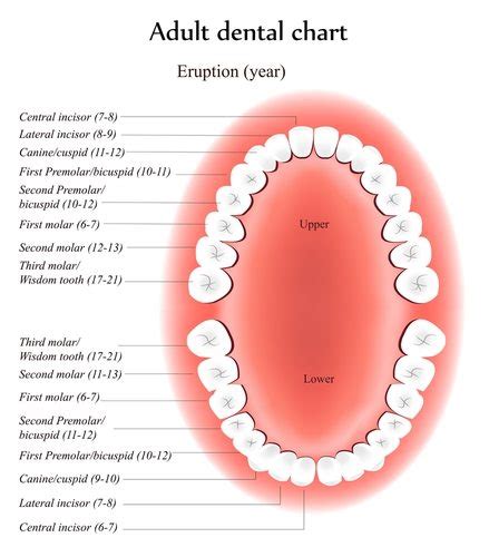 Wisdom Tooth Extraction In Brick Nj Cambridge Dental Group