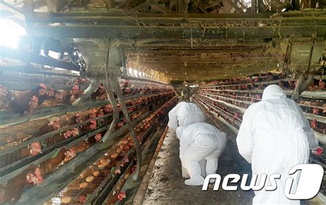 살충제 계란 김천 산란계 농가 계란 판매 미신고 영업 네이트 뉴스
