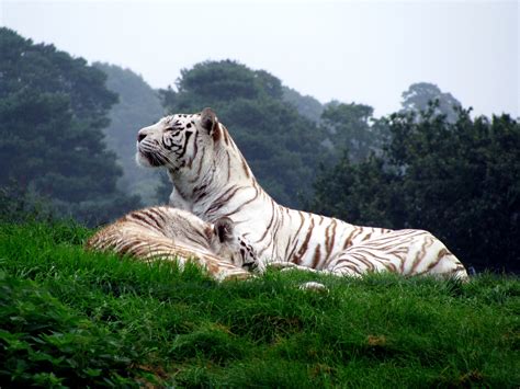 Free Download Pin 2560x1920 White Tigers Desktop Wallpapers And Stock