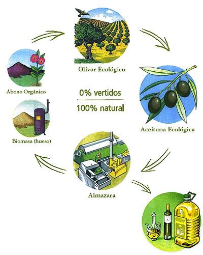 Cómo se produce el aceite de oliva virgen extra ecológico de Madrid