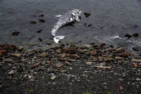 Gray Whales Dead From Malnutrition And Boat Strikes Keep Washing Up