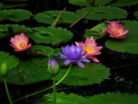 Hd Wallpaper Pink Lotus Flowers Water Lilies Leaves Pond