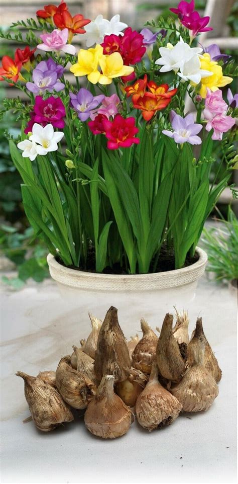1 1000 Single Freesia Bulbs Mixed Fragrant Ideal For Rockeries And Pots