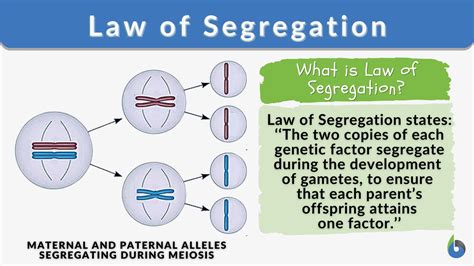 Mendels Law Of Segregation Biology Online Dictionary
