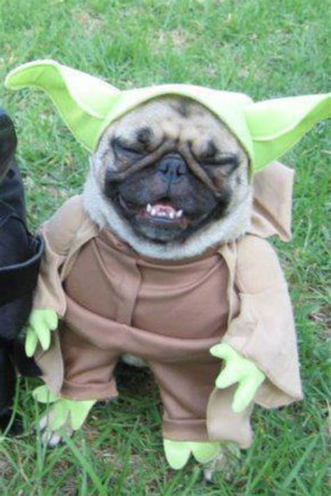 1000 Images About Yoda I Love On Pinterest Pumpkins