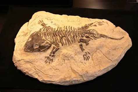 Fossils Interesting Facts For Kidsyoung Students