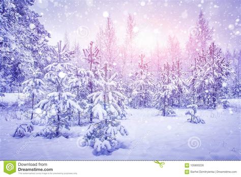 Snowfall In Winter Forest At Bright Sunrise Snowflakes Shining On
