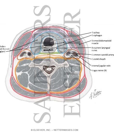 Neck Axial Section At Thyroid Gland