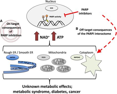 Parp Inhibitors Staying On Target Cell Chemical Biology
