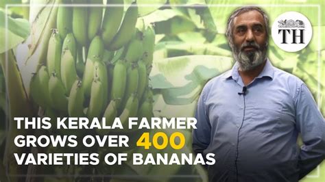 This Kerala Farmer Grows Over 400 Varieties Of Bananas The Hindu Youtube