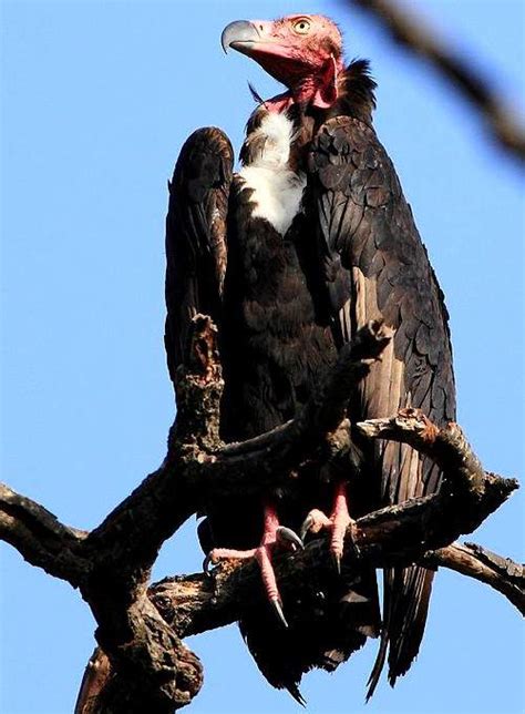 Red Headed Vulture Birds Of India Bird World