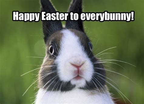 Happy Easter Funny Bunny