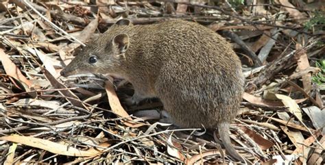 Endangered Bandicoots Survive And Thrive In Urban Sprawl