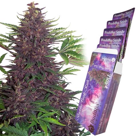 Purple Kush Auto Buddha Seeds Autoflowering