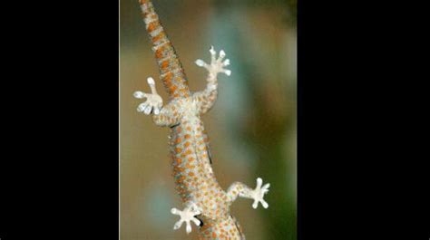 New Insights Into How Geckos Climb Walls The Hindu