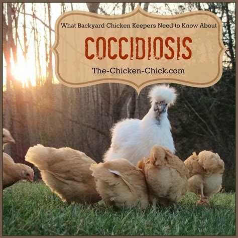 Coccidiosis What Every Backyard Chicken Keeper Should Know