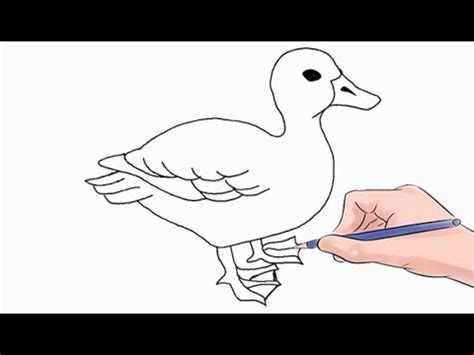 You want to draw better? How to Draw a Duck Easy Step by Step - YouTube