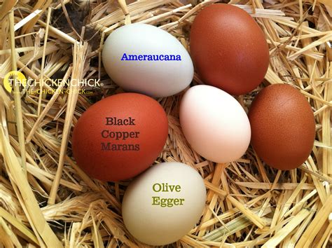 Araucana Ameraucana Or Easter Egger Olive Egger Rainbow Layer What S The Difference