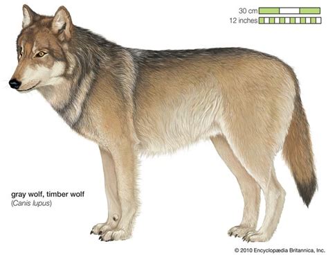 Wolf Mammal Britannica