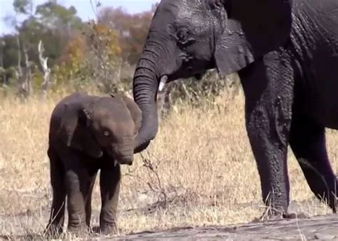 Wіɩd Elephant Cub Discovered Without A Trunk It Looks Pitiful