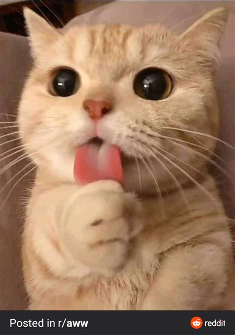 Psbattle Cat Licking Paw Cute Cats And Dogs Cute Cats And Kittens